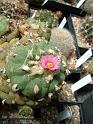 Lophophora jourdaniana